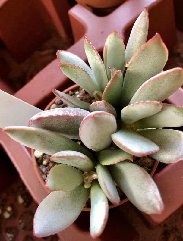 Foto de un cactus que se está identificando actualmente