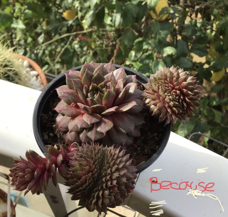 Foto de un cactus que se está identificando actualmente