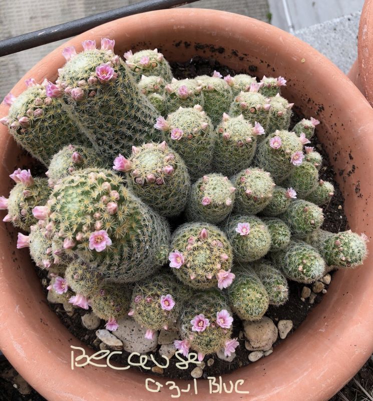 A photo of Mammillaria schiedeana ssp. giselae