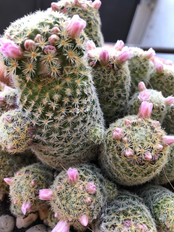 A photo of Mammillaria schiedeana ssp. giselae