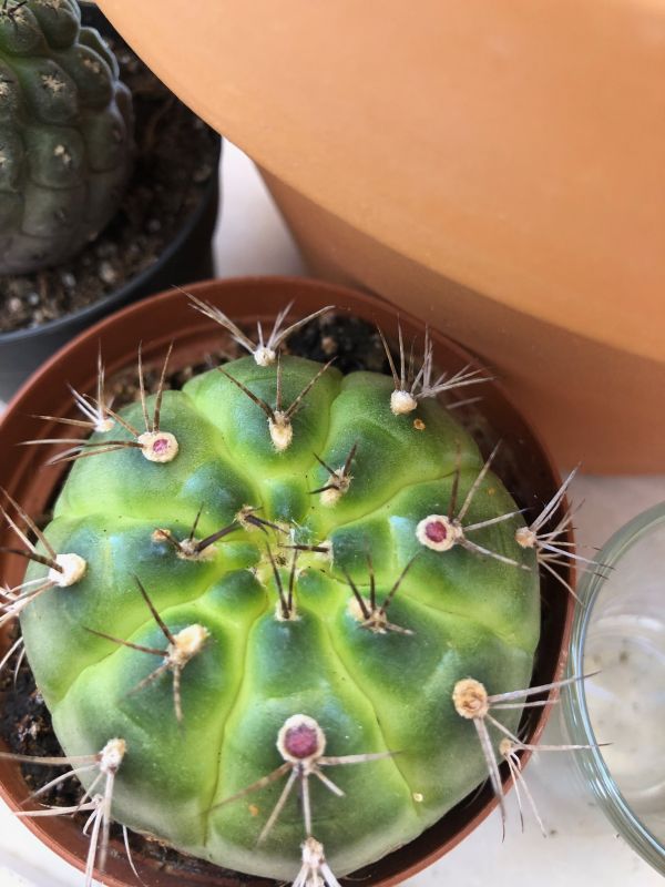 A photo of Gymnocalycium anisitsii ssp. damsii