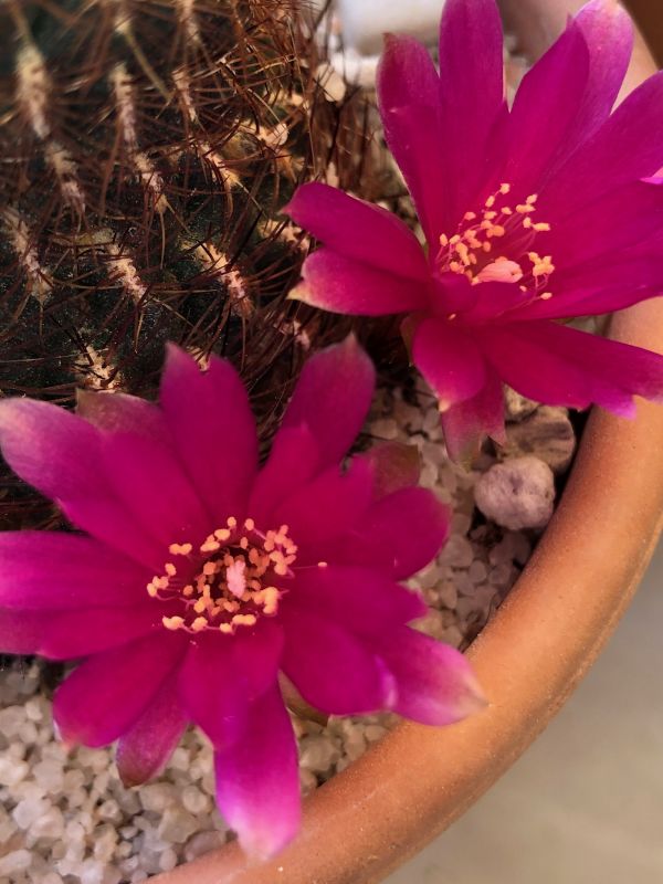 Una foto de Sulcorebutia mentosa