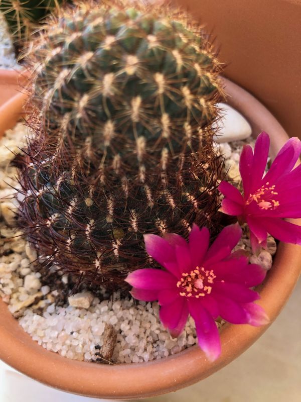 Una foto de Sulcorebutia mentosa