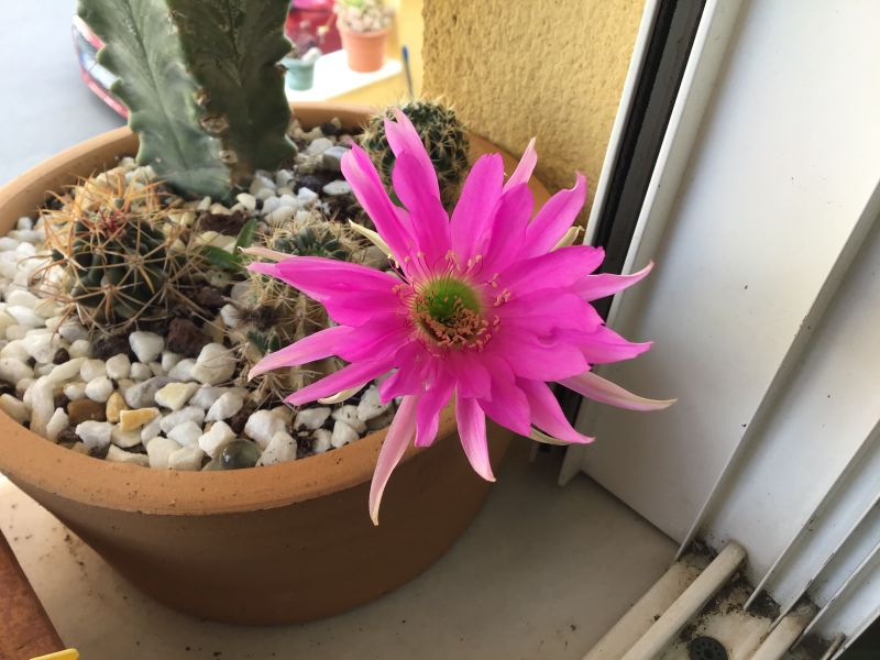 Photo of a cactus currently being identified