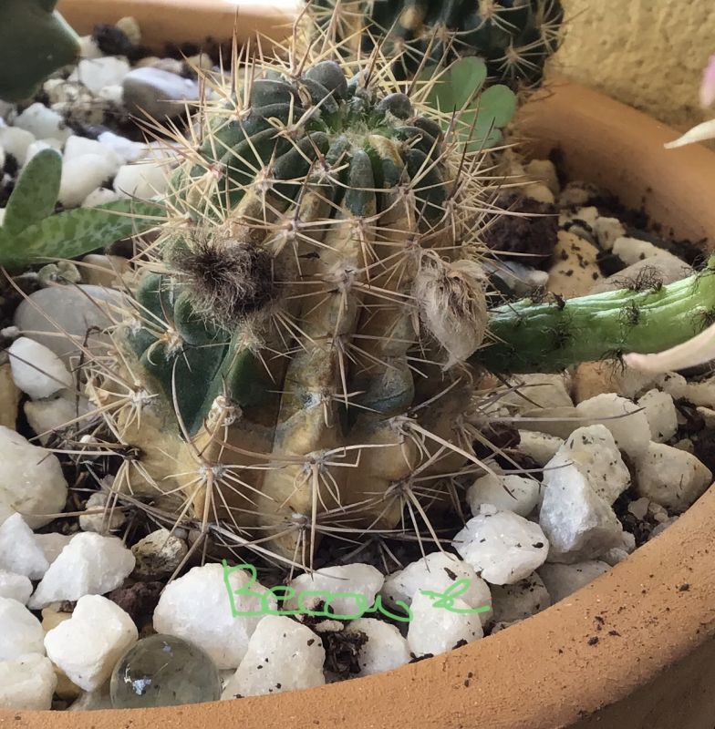 Photo of a cactus currently being identified
