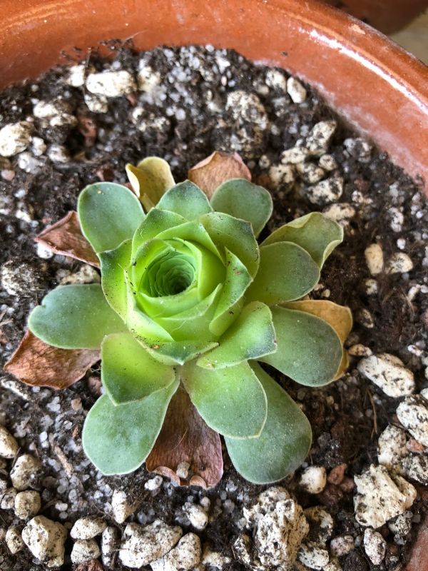 A photo of Aeonium aureum