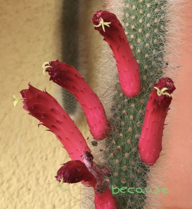 A photo of Cleistocactus brookeae ssp. vulpis-cauda