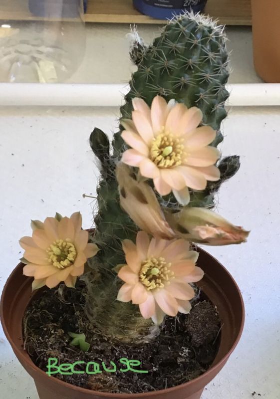 Una foto de Lobivia pygmaea