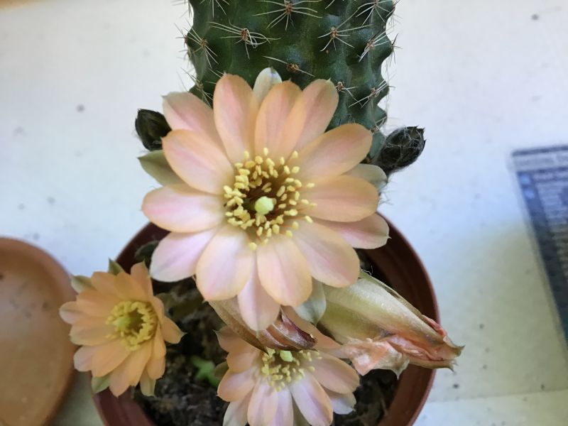Una foto de Lobivia pygmaea