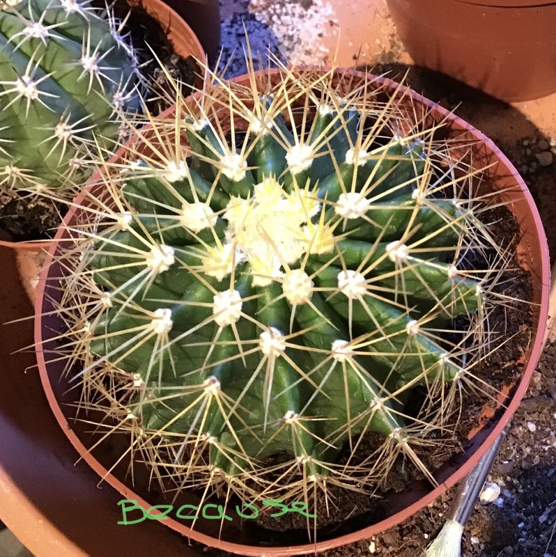 Una foto de Ferocactus schwarzii