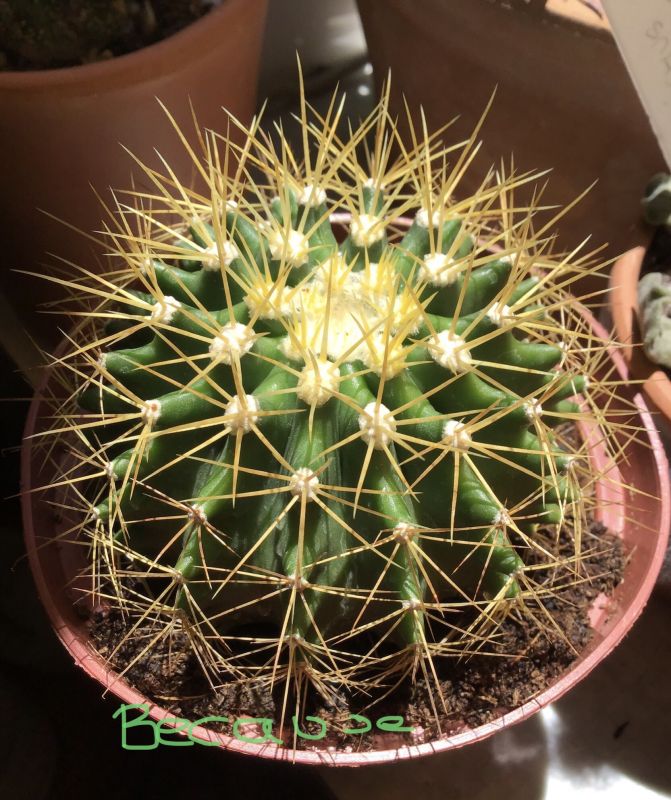 Una foto de Ferocactus schwarzii
