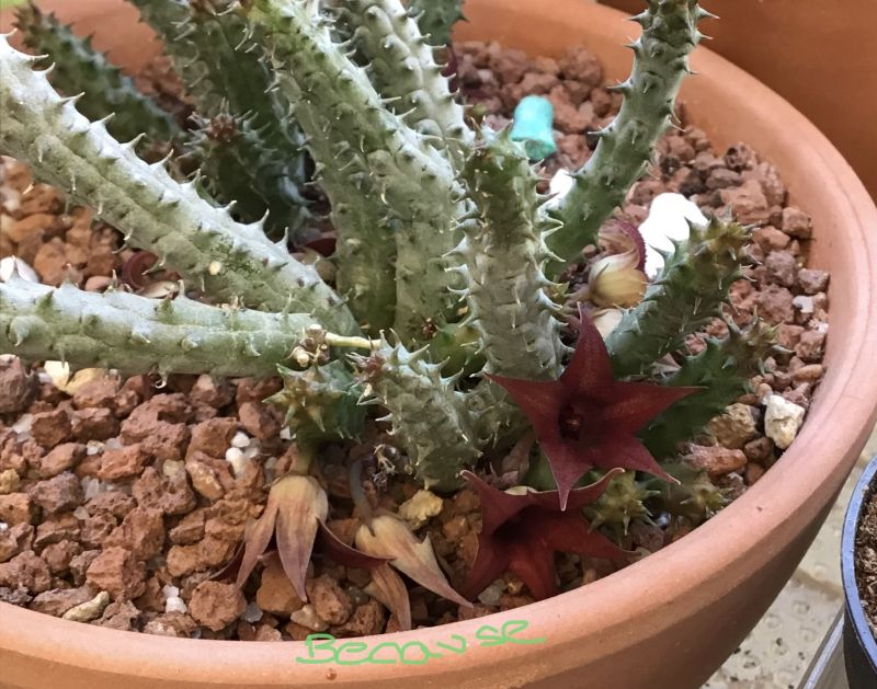 Una foto de Huernia pillansii x Huernia pendula (HIBRIDO)