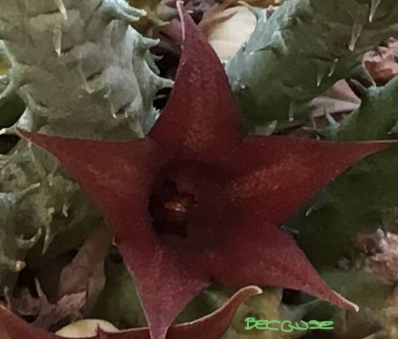 Una foto de Huernia pillansii x Huernia pendula (HIBRIDO)
