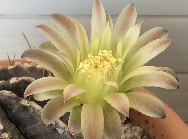 Una foto de Gymnocalycium mihanovichii
