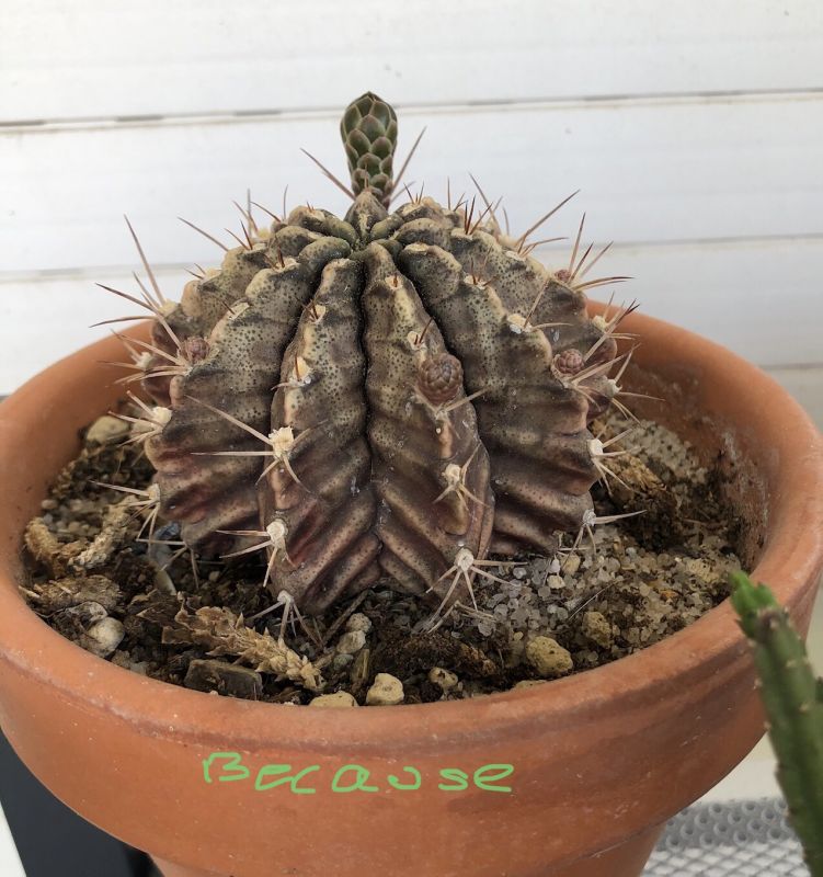Una foto de Gymnocalycium mihanovichii