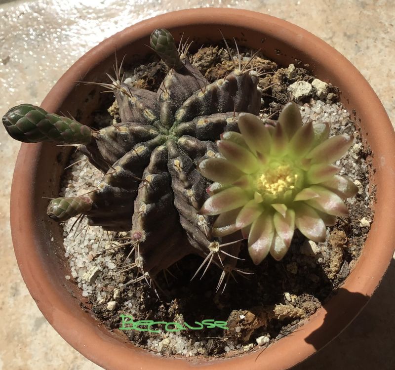 Una foto de Gymnocalycium mihanovichii