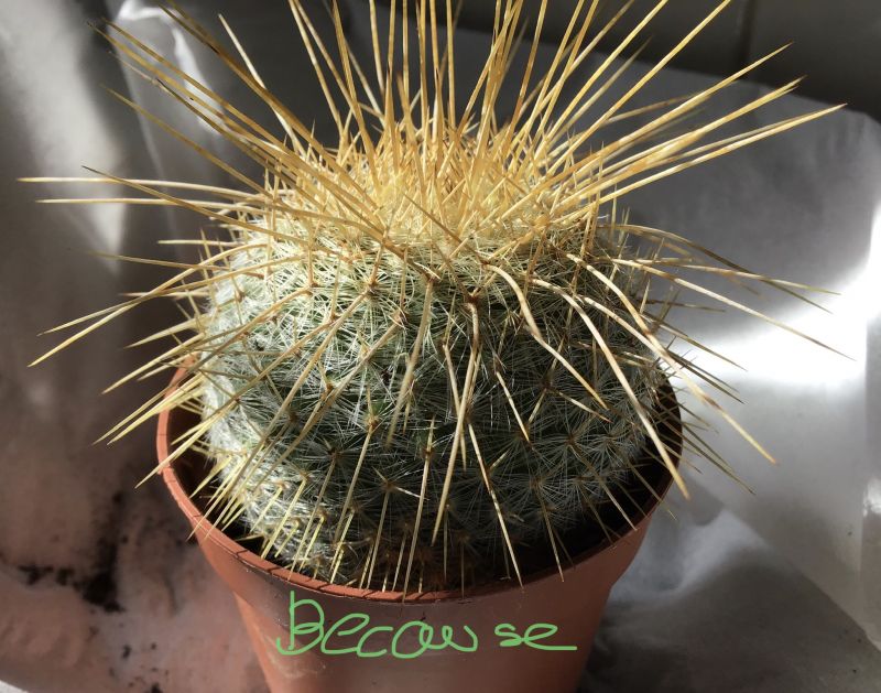A photo of Mammillaria muehlenpfordtii