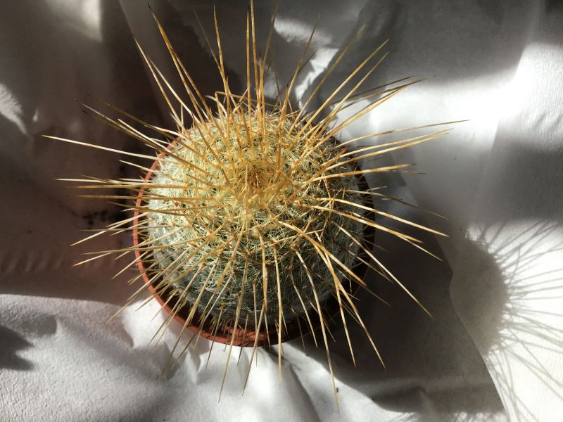 A photo of Mammillaria muehlenpfordtii