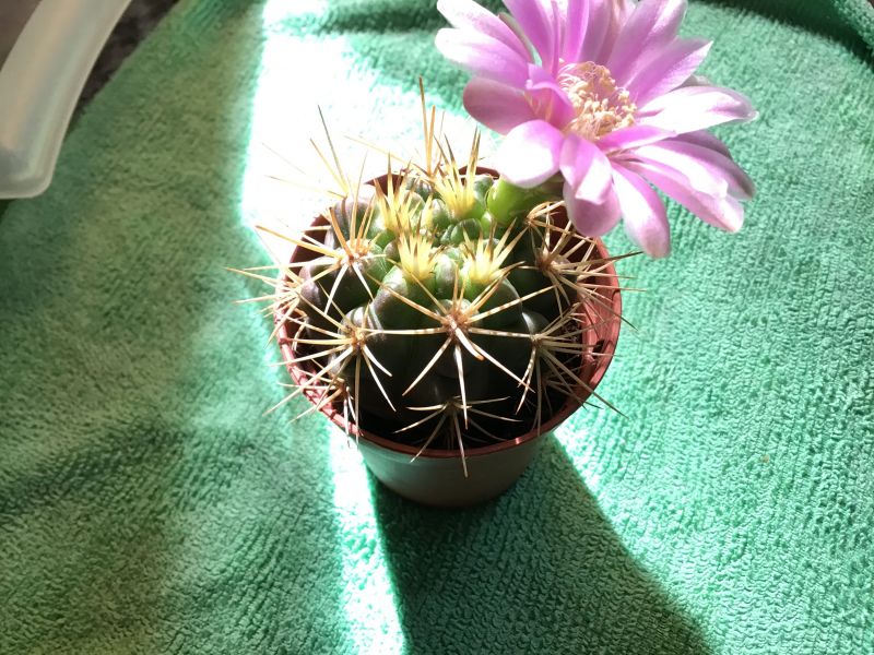 Una foto de Gymnocalycium eurypleurum