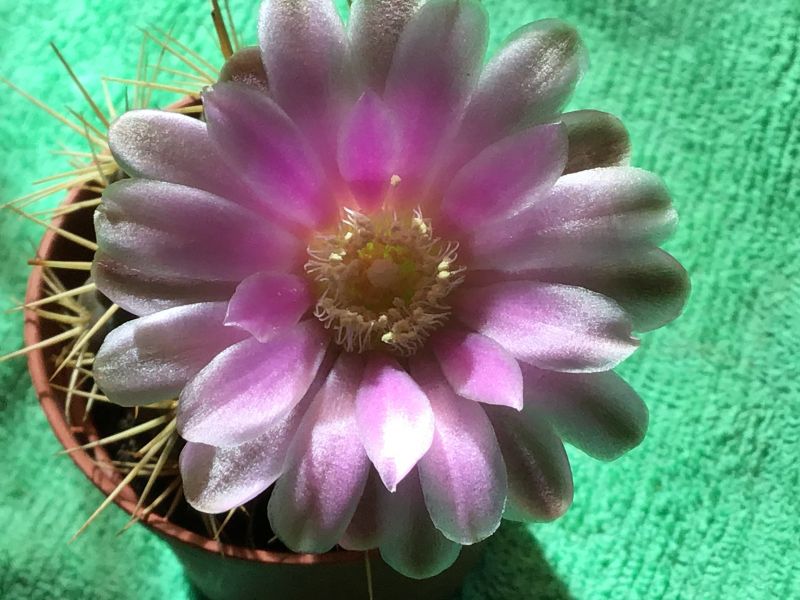 Una foto de Gymnocalycium eurypleurum