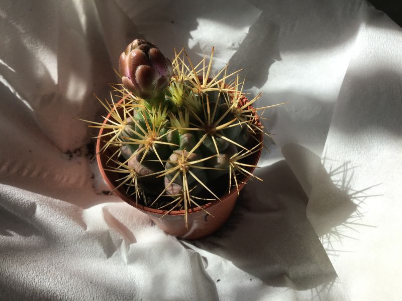 Una foto de Gymnocalycium eurypleurum