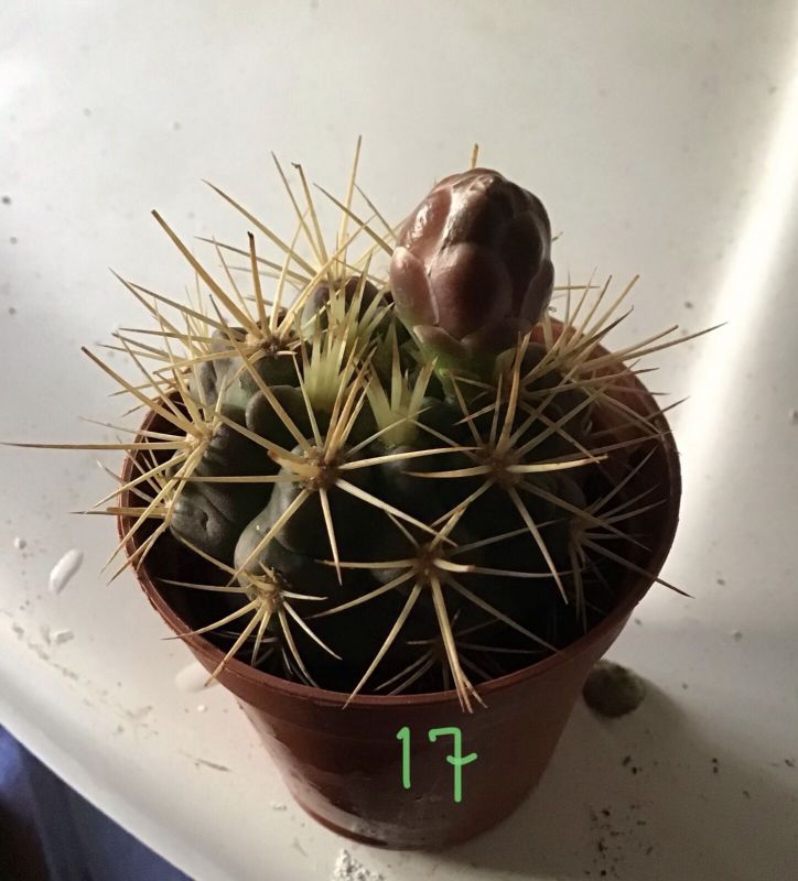 Una foto de Gymnocalycium eurypleurum