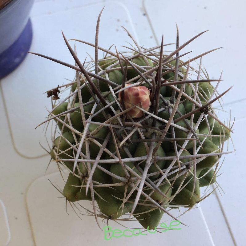 Una foto de Gymnocalycium intertextum