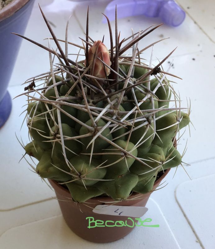 Una foto de Gymnocalycium intertextum