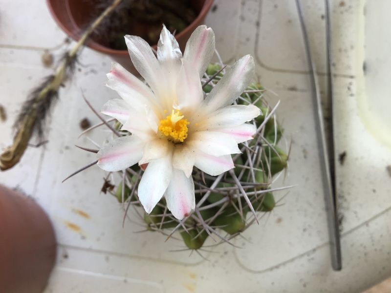 Una foto de Gymnocalycium intertextum