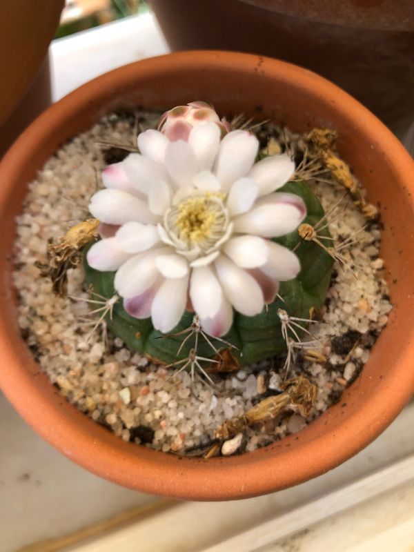 A photo of Gymnocalycium anisitsii ssp. damsii