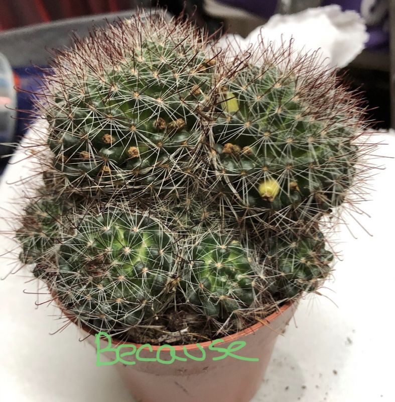 A photo of Mammillaria zeilmanniana