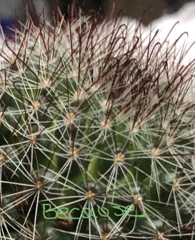 A photo of Mammillaria zeilmanniana