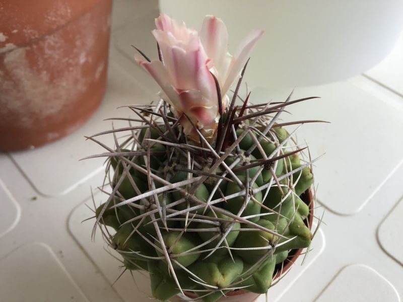 Una foto de Gymnocalycium intertextum