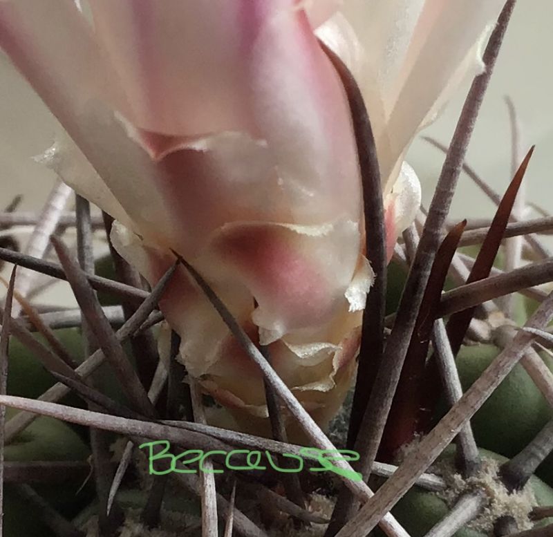 Una foto de Gymnocalycium intertextum