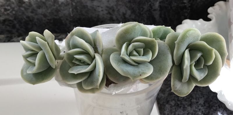 A photo of Graptoveria Lovely Rose