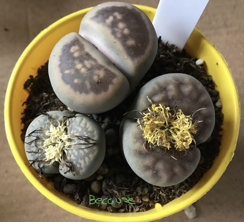 A photo of Lithops salicola