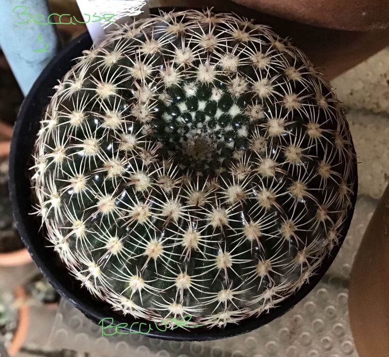 A photo of Parodia concinna subsp. blaauwiana
