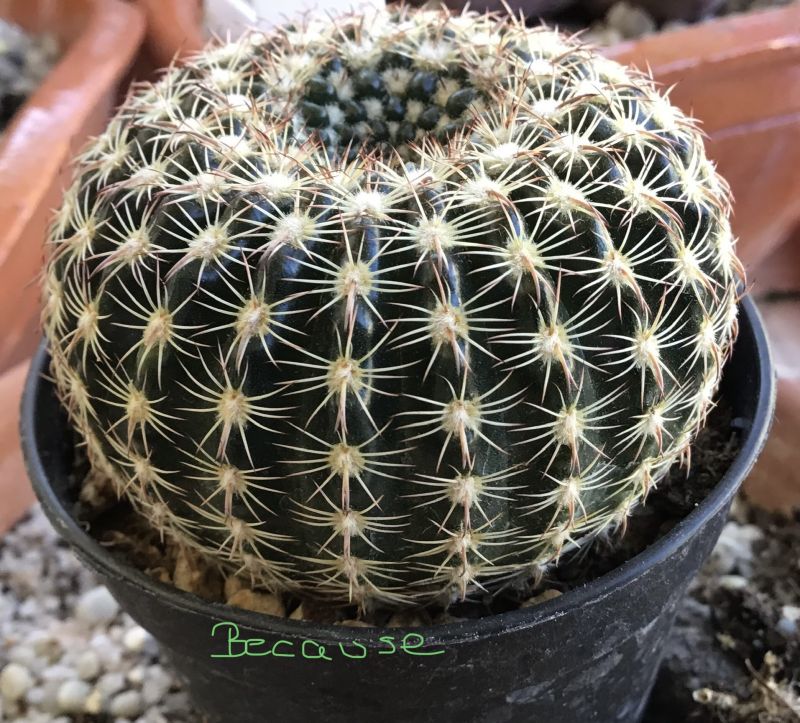A photo of Parodia concinna subsp. blaauwiana