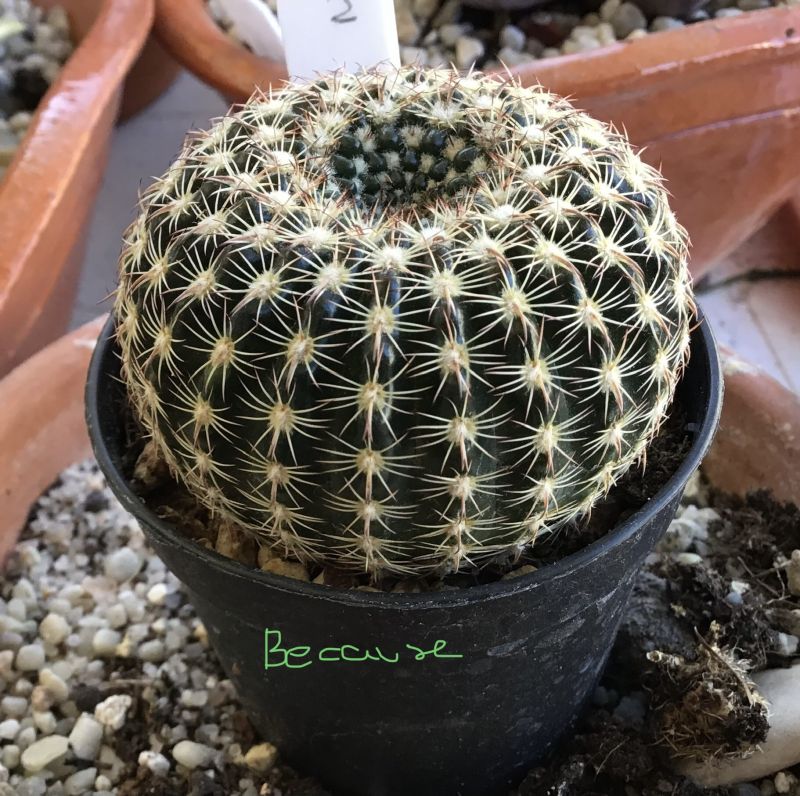 A photo of Parodia concinna subsp. blaauwiana