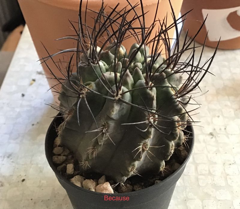 Una foto de Eriosyce paucicostata