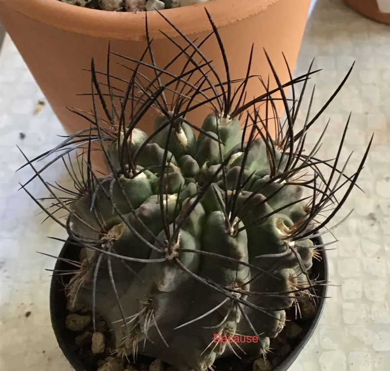 Una foto de Eriosyce paucicostata