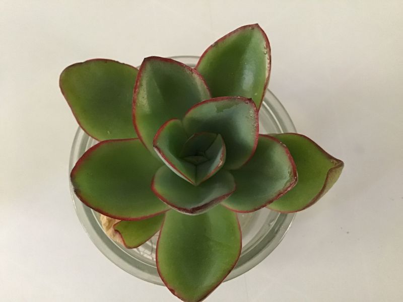 A photo of Echeveria subrigida