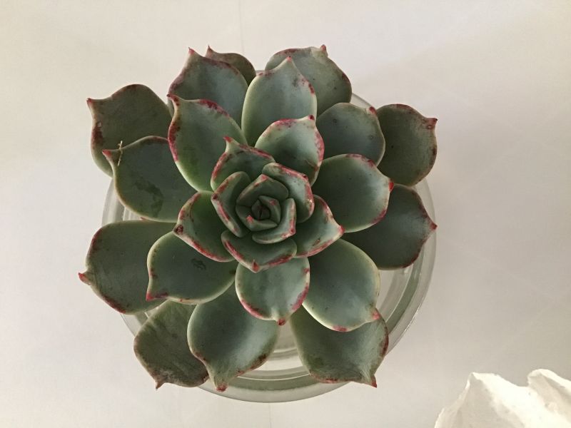 Foto de un cactus que se está identificando actualmente