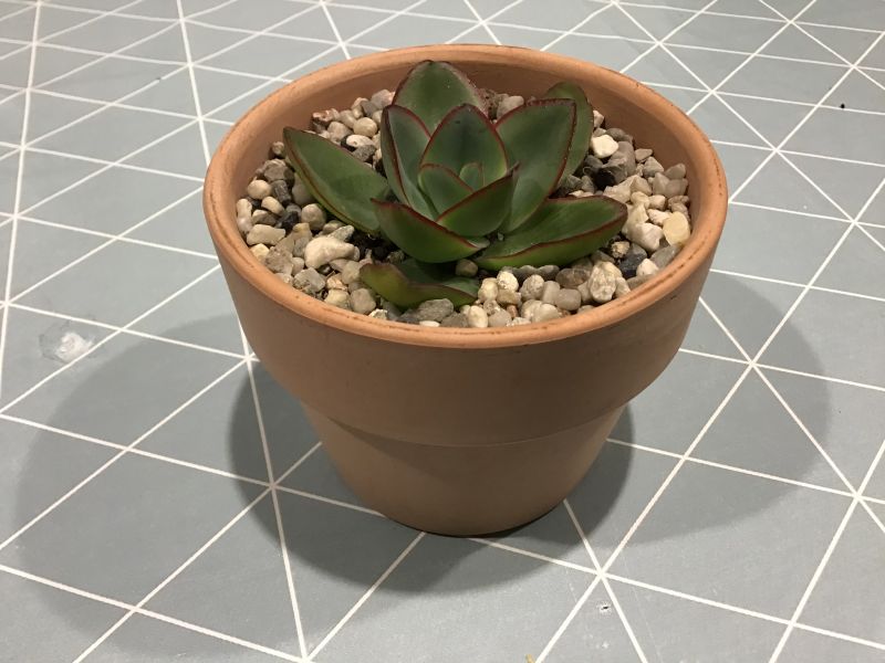 A photo of Echeveria subrigida