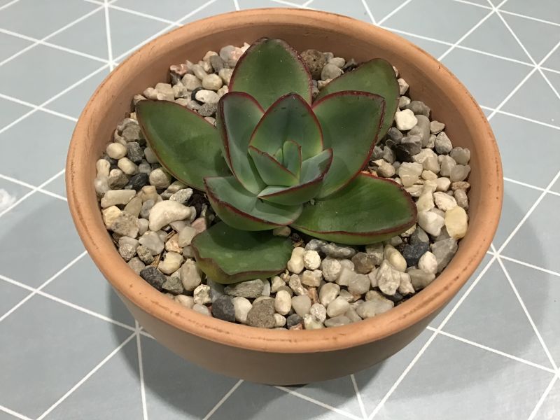 A photo of Echeveria subrigida