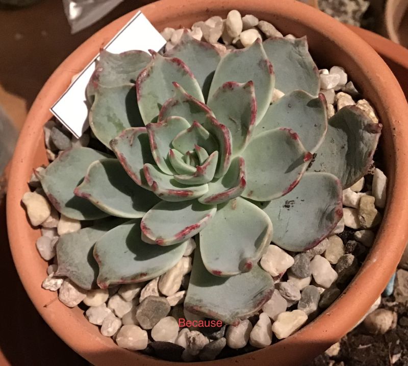 Foto de un cactus que se está identificando actualmente