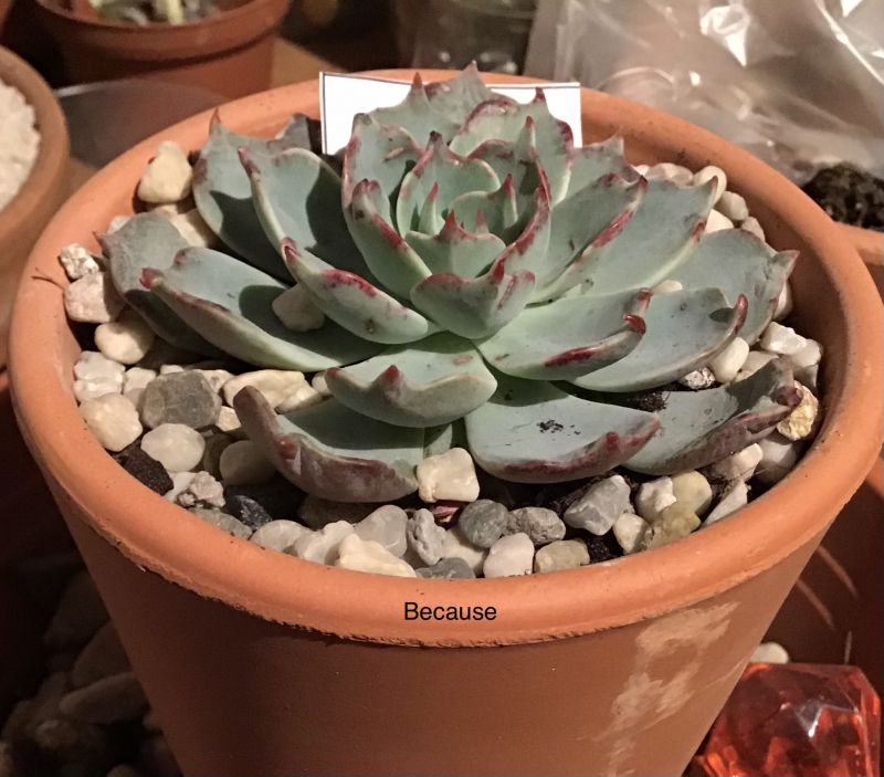 Foto de un cactus que se está identificando actualmente