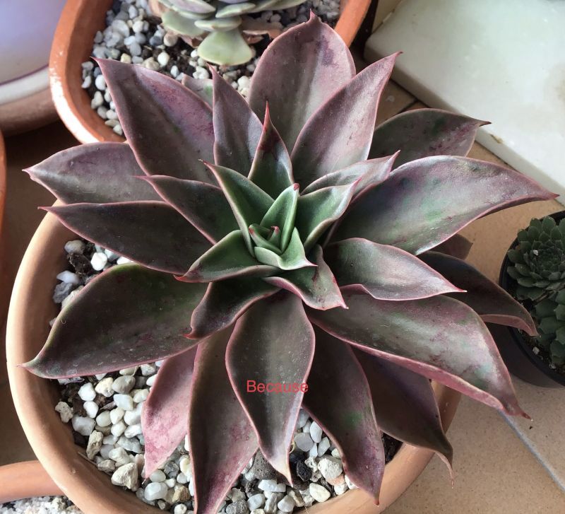Foto de un cactus que se está identificando actualmente