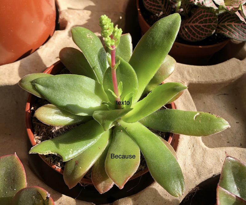 Una foto de Crassula orbicularis