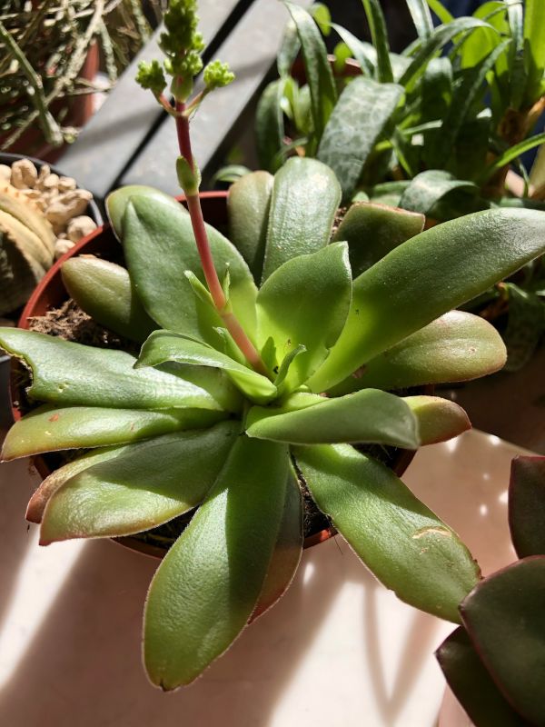 Una foto de Crassula orbicularis